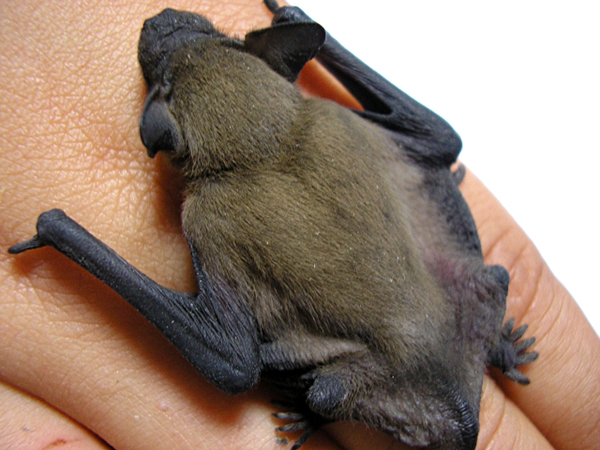 Kleiner Abendsegler (Nyctalus leisleri)
